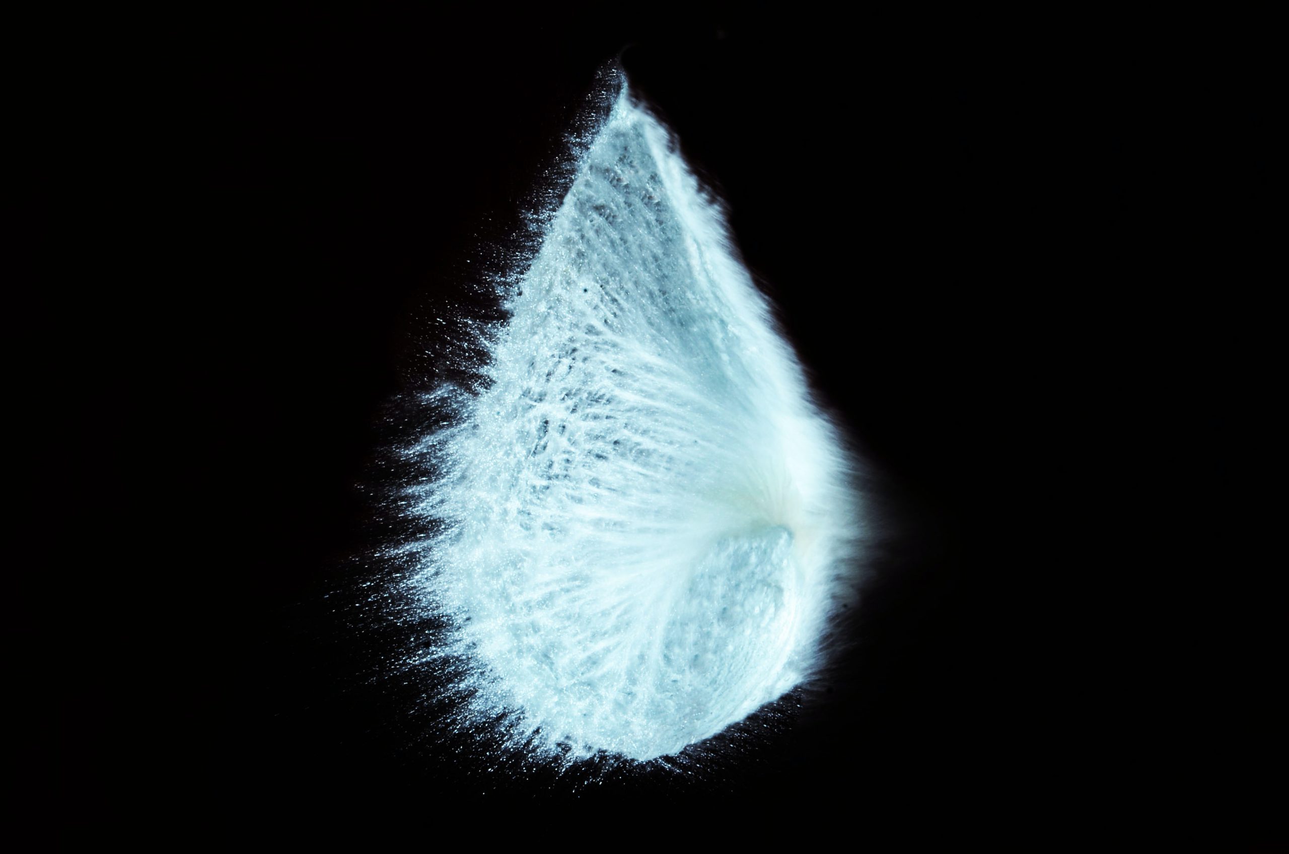 Striking Visage Blurs Perceptions